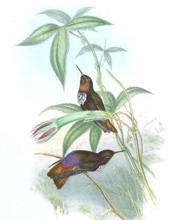 辉胸闪羽蜂鸟 / White-tufted Sunbeam / Aglaeactis castelnaudii