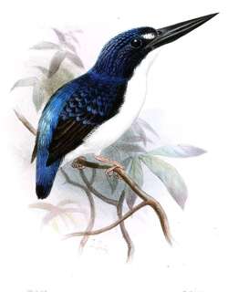 马基拉三趾翠鸟 / Makira Dwarf Kingfisher / Ceyx gentianus