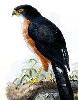 红腿雀鹰 / Red-thighed Sparrowhawk / Accipiter erythropus