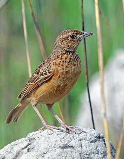 垂耳歌百灵 / Flappet Lark / Mirafra rufocinnamomea