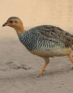栗顶鹧鸪 / Coqui Francolin / Peliperdix coqui