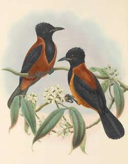 南杂色林鵙鹟 / Southern Variable Pitohui / Pitohui uropygialis