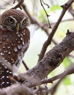 珠斑鸺鹠 / Pearl-spotted Owlet / Glaucidium perlatum