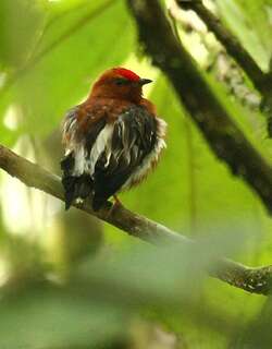 梅花翅娇鹟 / Club-winged Manakin / Machaeropterus deliciosus