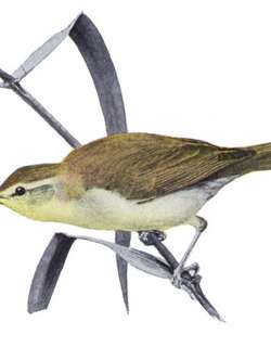 白眉食虫莺 / Swainson’s Warbler / Limnothlypis swainsonii