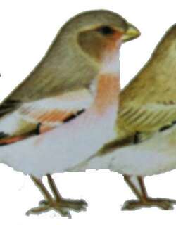 蒙古沙雀 / Mongolian Finch / Bucanetes mongolicus