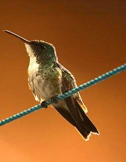 纯腹蜂鸟 / Plain-bellied Emerald / Chrysuronia leucogaster