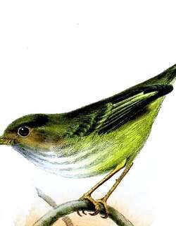 淡眼侏霸鹟 / Pale-eyed Pygmy Tyrant / Atalotriccus pilaris