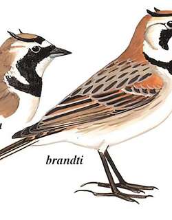 角百灵 / Horned Lark / Eremophila alpestris