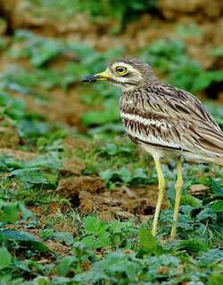 印度石鸻 / Indian Stone-curlew / Burhinus indicus