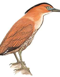 黑冠鳽 / Malayan Night Heron / Gorsachius melanolophus