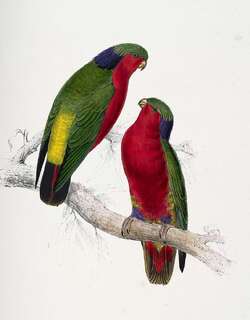 孔氏鹦鹉 / Kuhl’s Lorikeet / Vini kuhlii