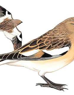 褐翅雪雀 / Black-winged Snowfinch / Montifringilla adamsi