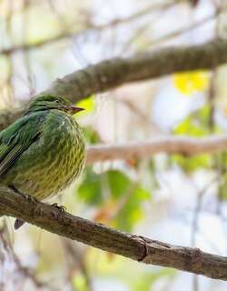 金胸食果伞鸟 / Golden-breasted Fruiteater / Pipreola aureopectus