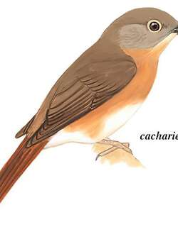 灰颊仙鹟 / Pale-chinned Blue Flycatcher / Cyornis poliogenys