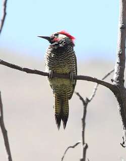 黑颈扑翅䴕 / Black-necked Woodpecker / Colaptes atricollis