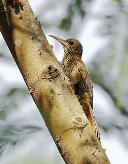 伊南巴里䴕雀 / Inambari Woodcreeper / Lepidocolaptes fatimalimae