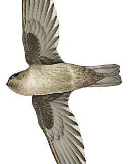山金丝燕 / Mountain Swiftlet / Aerodramus hirundinaceus