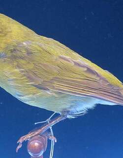科纳松雀 / Kona Grosbeak / Chloridops kona