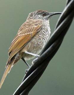 横斑澳蜜鸟 / Barred Honeyeater / Glycifohia undulata