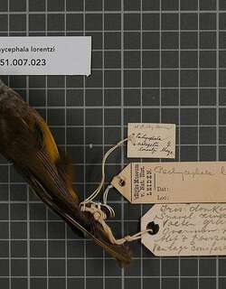罗氏啸鹟 / Lorentz’s Whistler / Pachycephala lorentzi
