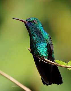 蓝颏青蜂鸟 / Blue-chinned Sapphire / Chlorestes notata