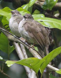 小褐鹎 / Spectacled Bulbul / Ixodia erythropthalmos