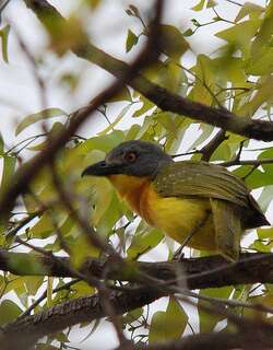 灰头丛鵙 / Grey-headed Bushshrike / Malaconotus blanchoti