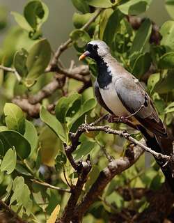 小长尾鸠 / Namaqua Dove / Oena capensis