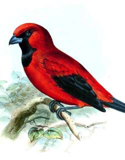 朱红唐纳雀 / Vermilion Tanager / Calochaetes coccineus