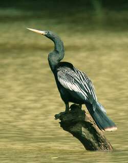 美洲蛇鹈 / Anhinga / Anhinga anhinga