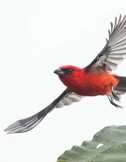 白翅丽唐纳雀 / White-winged Tanager / Piranga leucoptera