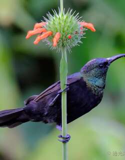 马里基花蜜鸟 / Marico Sunbird / Cinnyris mariquensis
