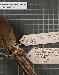 黑喉吸蜜鸟 / Black-throated Honeyeater / Caligavis subfrenata