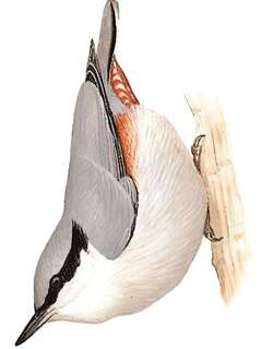 栗臀䴓 / Chestnut-vented Nuthatch / Sitta nagaensis