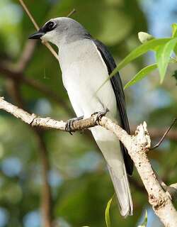 白腹鹃鵙 / White-bellied Cuckooshrike / Coracina papuensis
