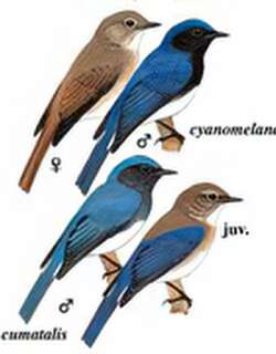 白腹[姬]鹟 / Blue-and-white Flycatcher