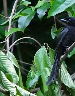 安达曼卷尾 / Andaman Drongo / Dicrurus andamanensis