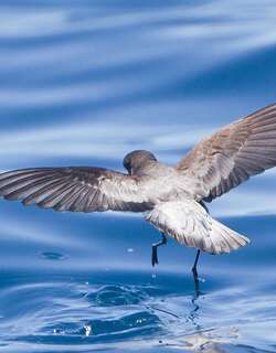 灰背海燕 / Grey-backed Storm Petrel / Garrodia nereis