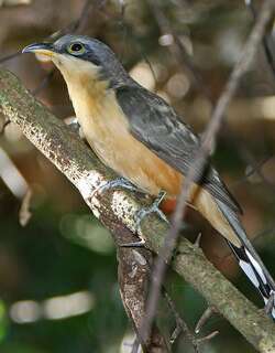 红树美洲鹃 / Mangrove Cuckoo / Coccyzus minor