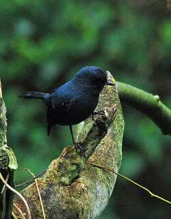 蓝灰薮鹟 / Slaty Robin / Peneothello cyanus