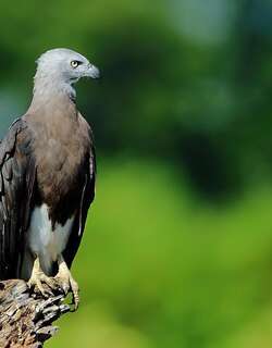 灰头鱼雕 / Grey-headed Fish Eagle / Haliaeetus ichthyaetus