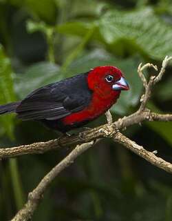红头蓝嘴雀 / Red-headed Bluebill / Spermophaga ruficapilla