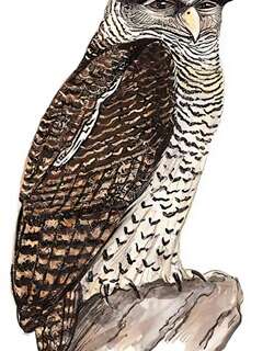 林雕鸮 / Spot-bellied Eagle-Owl / Bubo nipalensis
