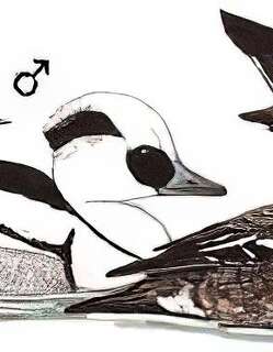 白秋沙鸭 / Smew / Mergellus albellus