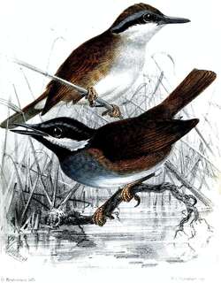 克氏须鹛 / Crossley’s Vanga / Mystacornis crossleyi