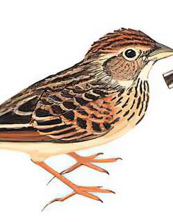 歌百灵 / Horsfield’s Bush Lark / Mirafra javanica