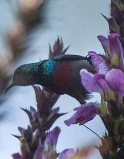 姬花蜜鸟 / Tiny Sunbird / Cinnyris minullus