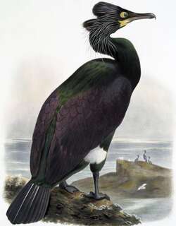 白令鸬 / Pallas’s Cormorant / Phalacrocorax perspicillatus
