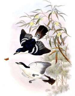白眉鸣鹃鵙 / White-browed Triller / Lalage moesta